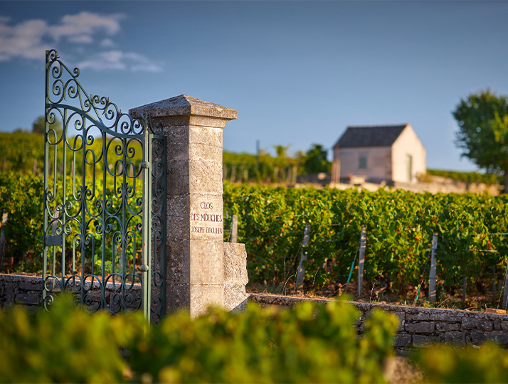 The MICHELIN Guide unveils its first grape Selection in Burgundy