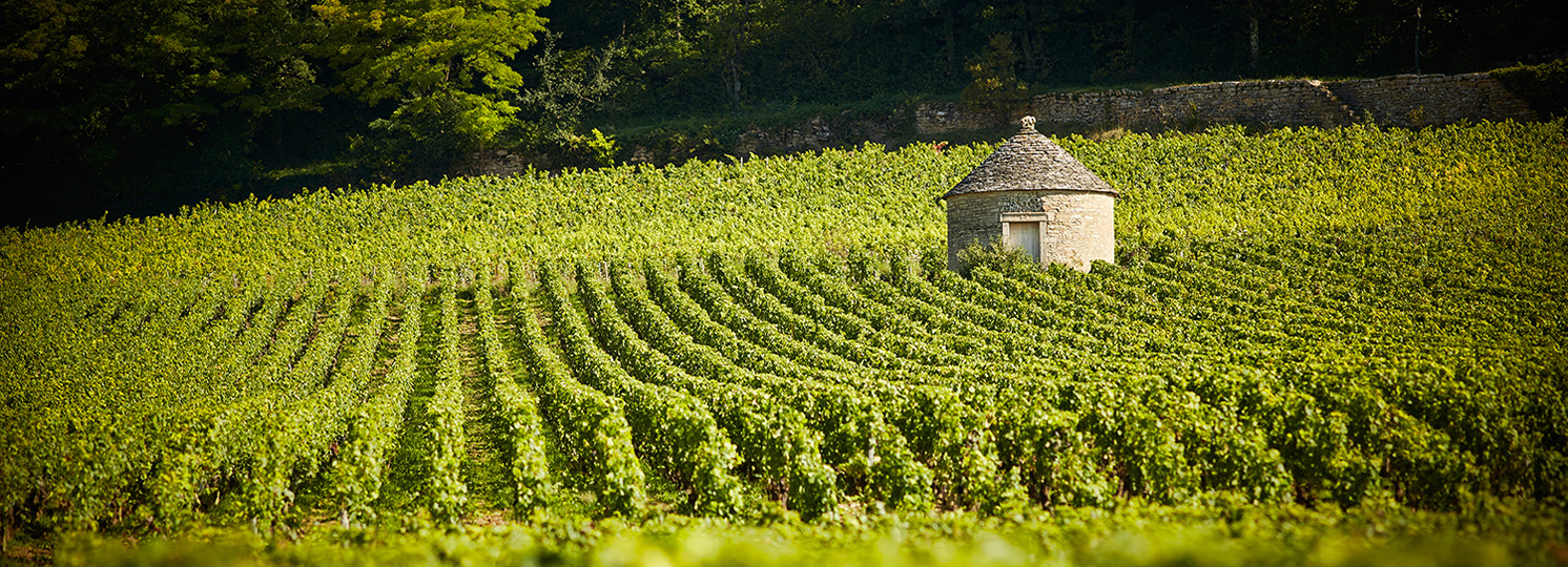 On the Grands Crus route of Burgundy, between Dijon and Santenay